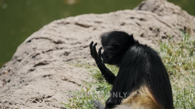 Close Up Of Black Handed Spider Monkey Picking Grass On The Ground Then