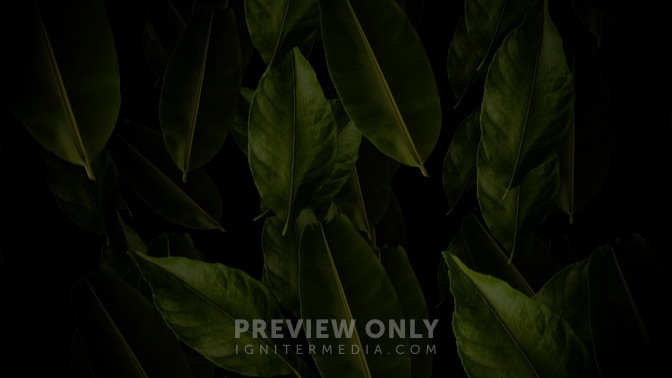 Palm Sunday 10 Worship Backgrounds ProContent