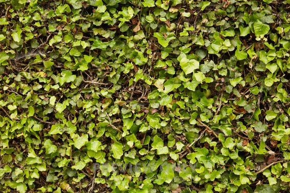 Ivy Background - Stock Photos | Prixel Creative