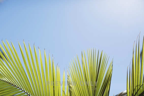 Palm Fronds And Blue Sky - Stock Photos | Prixel Creative