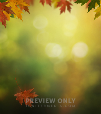 Falling Leaf - Stock Photos | Kevin Carden