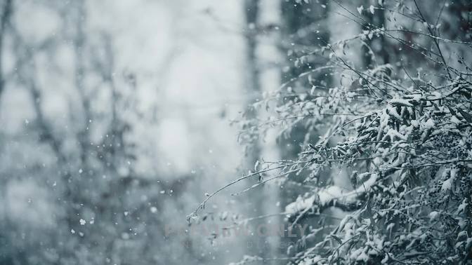 Falling Snow In A Forest - Stock Videos | Alex Welgraven Creative