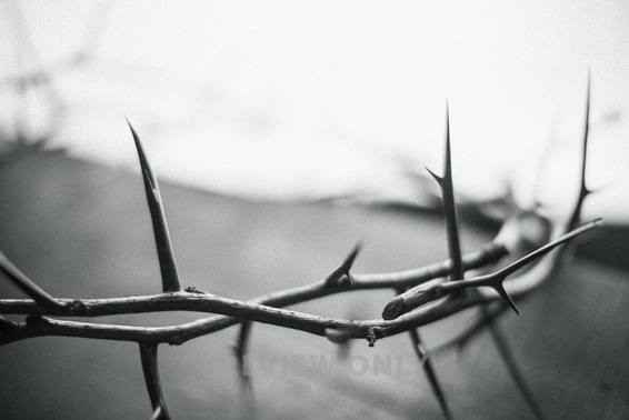 Crown Of Thorns On A Wood Background - Stock Photos | The Visual Folk