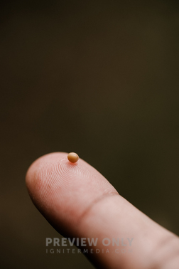 Tiny Mustard Seed On A Finger - Stock Photos | The Visual Folk