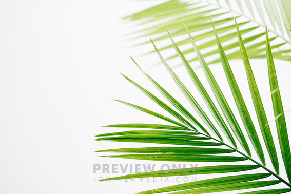 Macro Shot Of Palm Branches On A White Backdrop Stock Photos Pearl