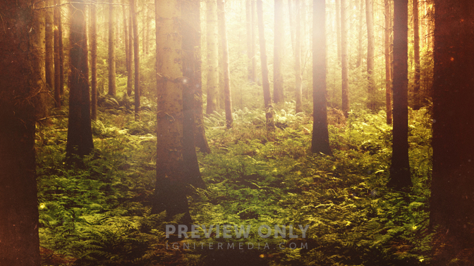 Fall Twilight - Forest - Worship Backgrounds | Igniter Media