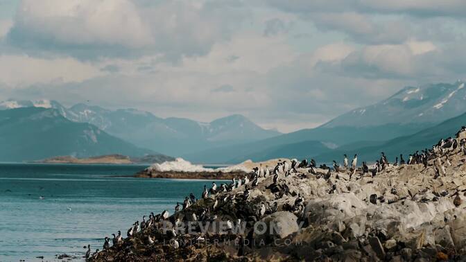 Colonies Of King Cormorant Birds On Mountainous Island Across The ...