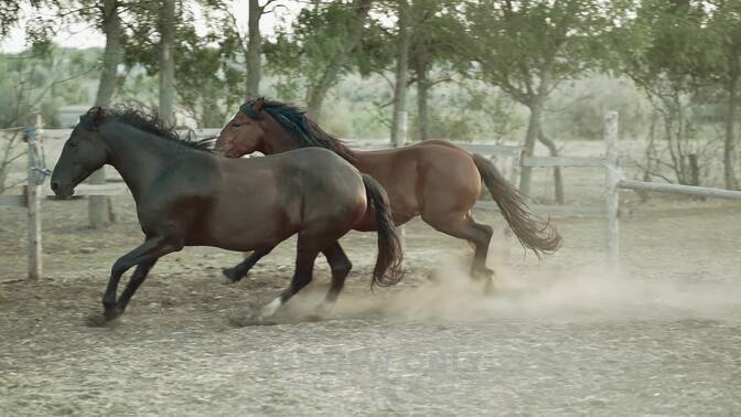 Beautiful Young Horses Run In The Corral On Ranch. Galloping Run In ...