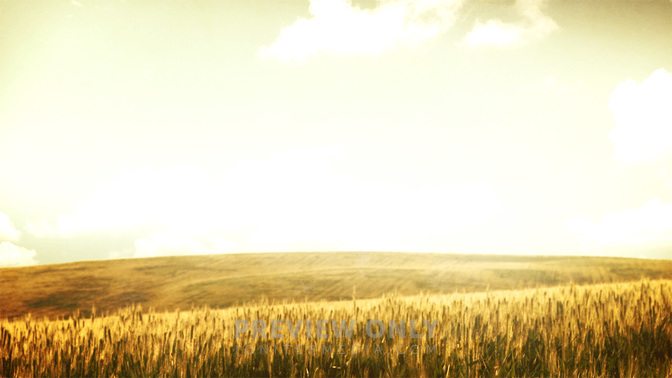 Grassy Meadow - Wheat - Worship Backgrounds | Igniter Media