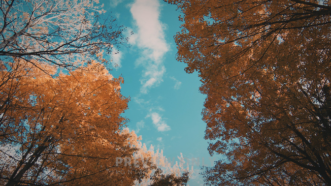 Fall Leaves - 3 - Worship Backgrounds | ProContent