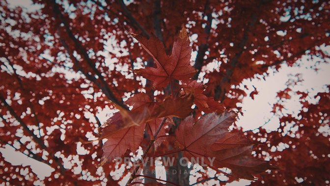 Fall Leaves - 6 - Worship Backgrounds | ProContent