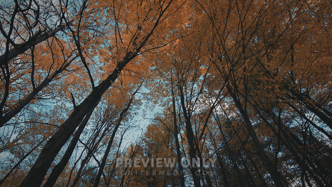 Fall Leaves - 7 - Worship Backgrounds | ProContent